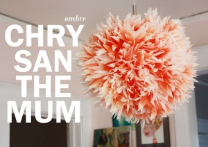 ombrechrysanthemum640